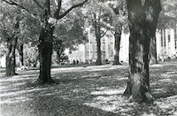 1970s photo 19 - 1970s-quad trees-001.jpg